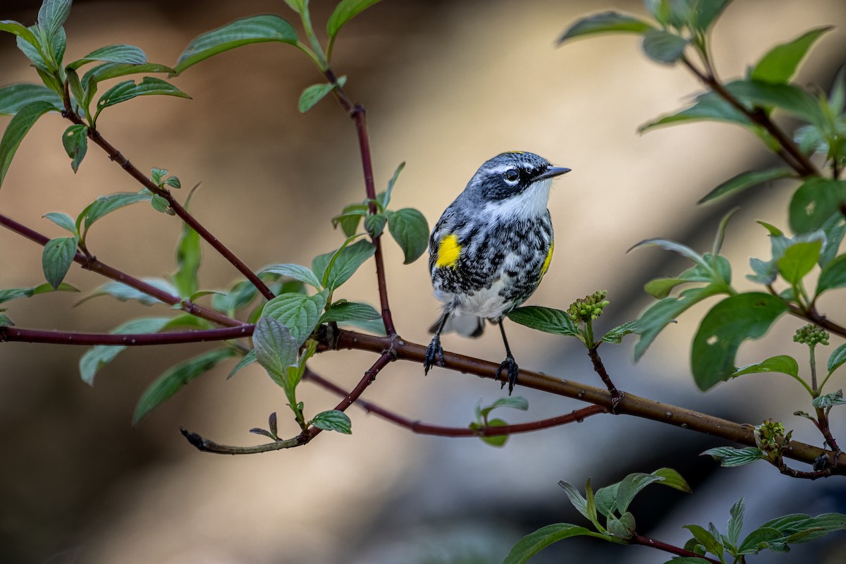 Yellow-rumped Warbler - Anthony Paré