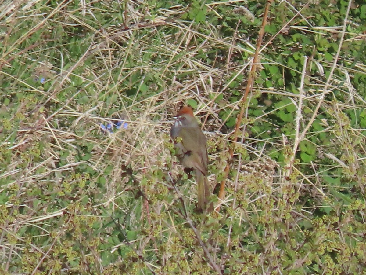 Green-tailed Towhee - Myron Gerhard