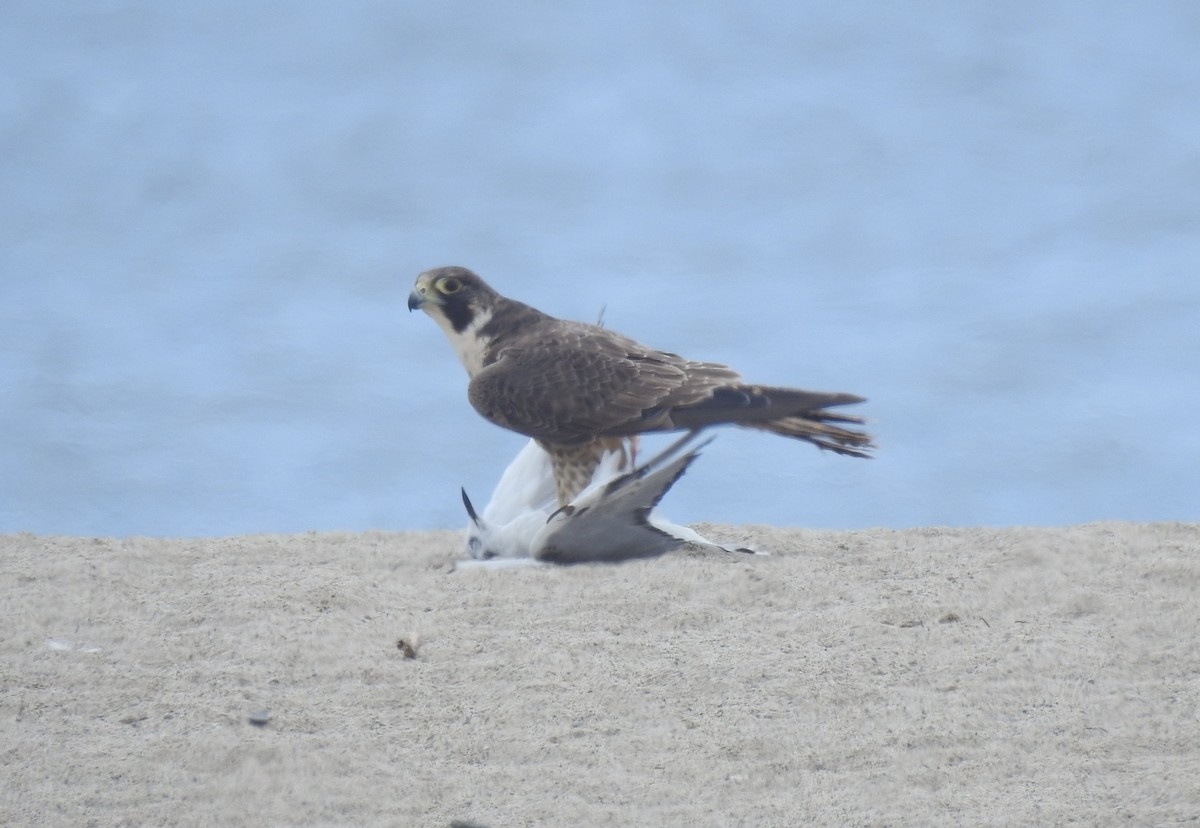 Peregrine Falcon - Chris Dean