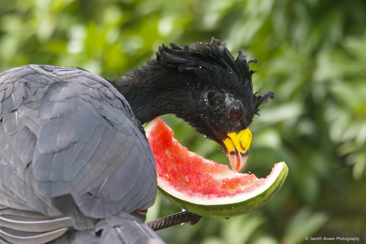 Great Curassow - Gareth Bowes