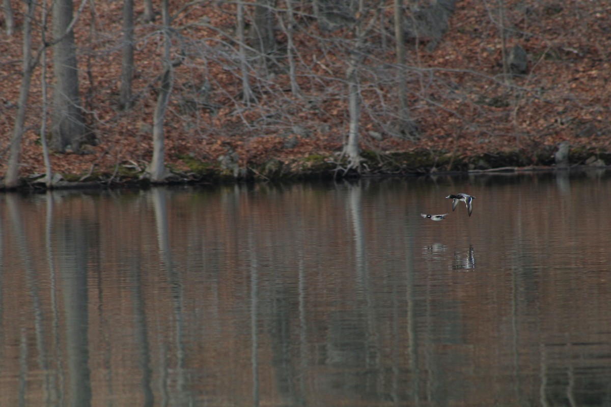 Lesser Scaup - ML619374071