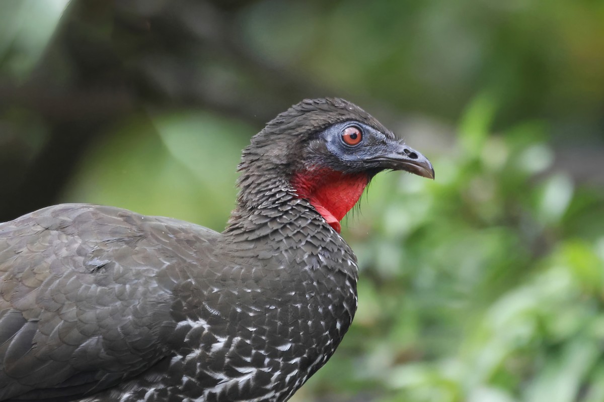 Crested Guan - Gareth Bowes