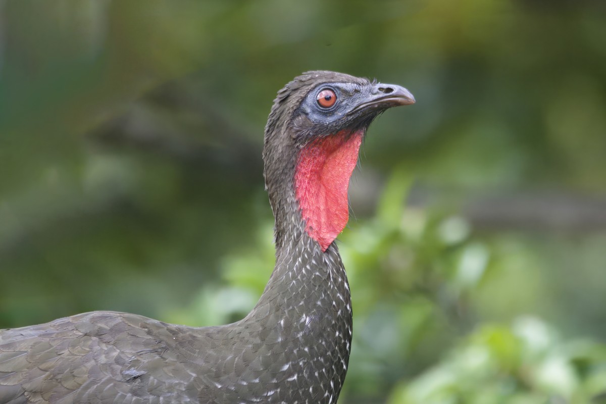 Crested Guan - Gareth Bowes