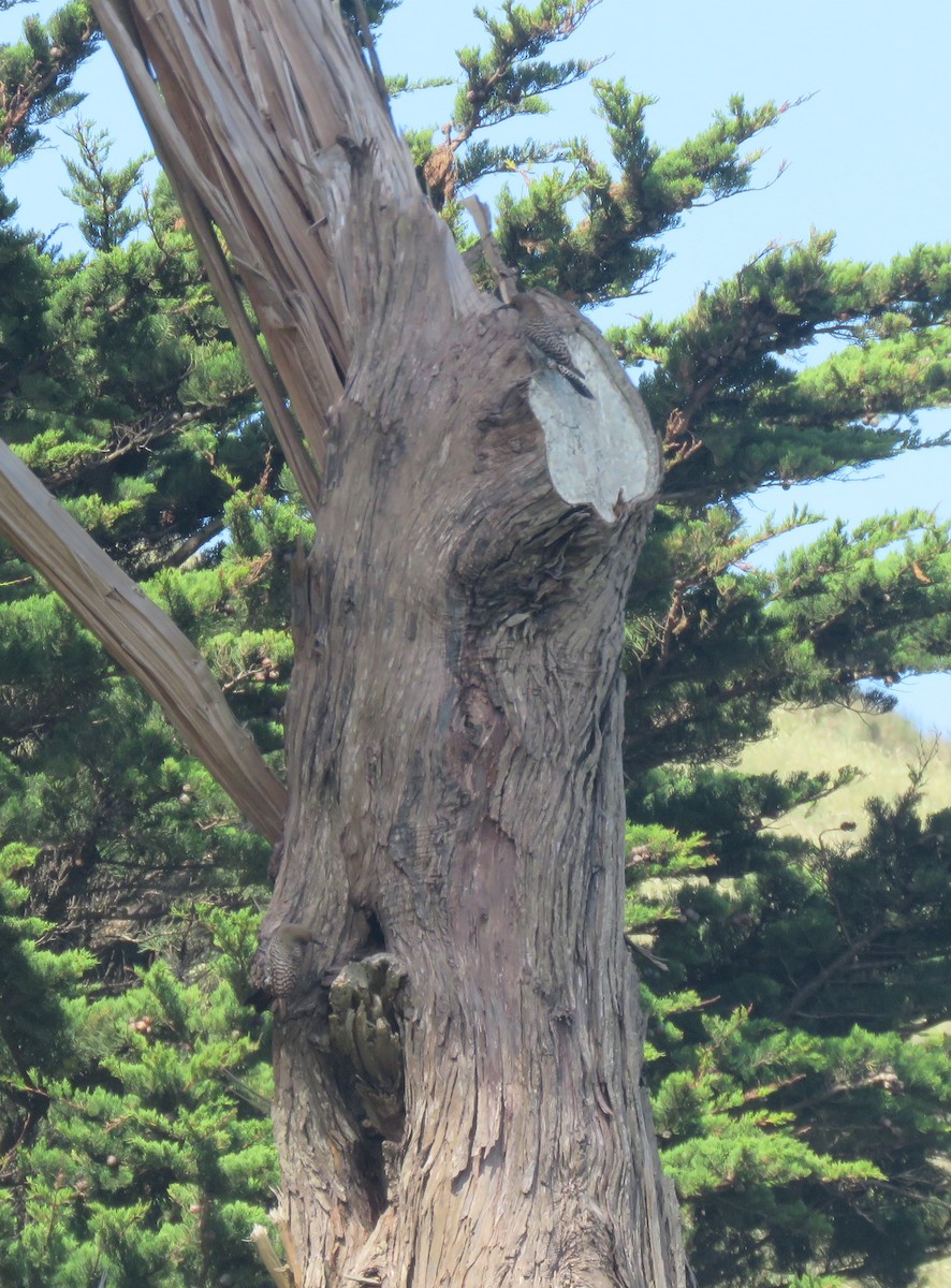 Northern Flicker (Red-shafted) - David Mostardi