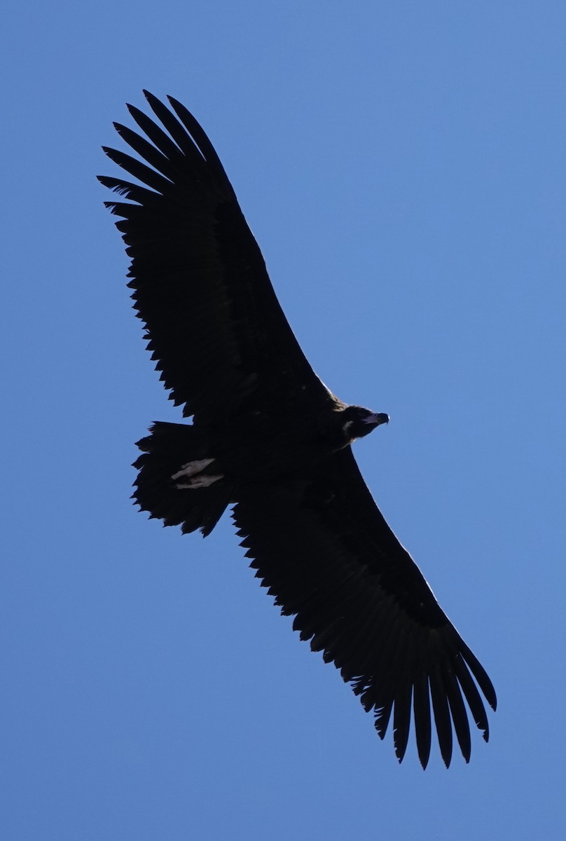 Cinereous Vulture - Dave Ebbitt