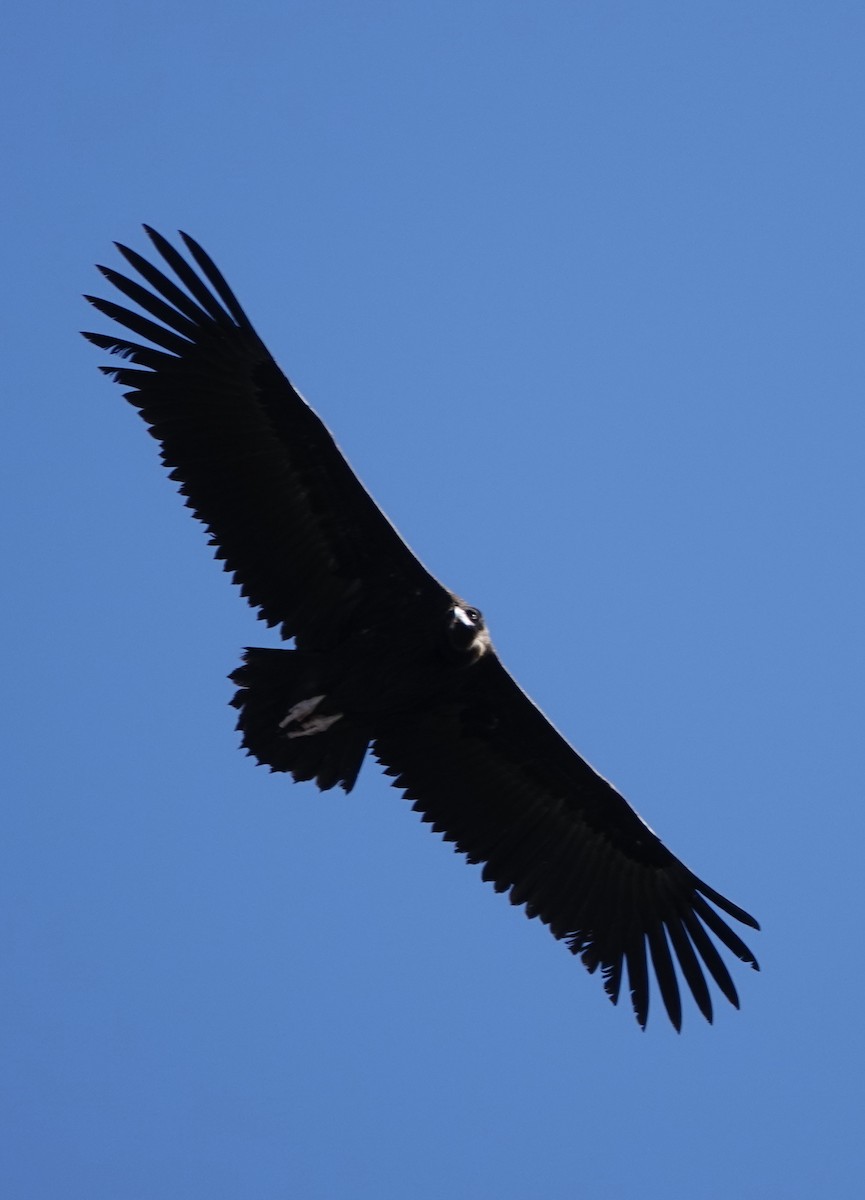 Cinereous Vulture - Dave Ebbitt