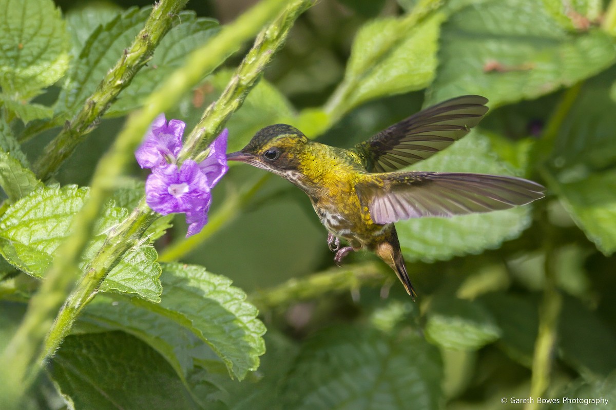 Black-crested Coquette - Gareth Bowes