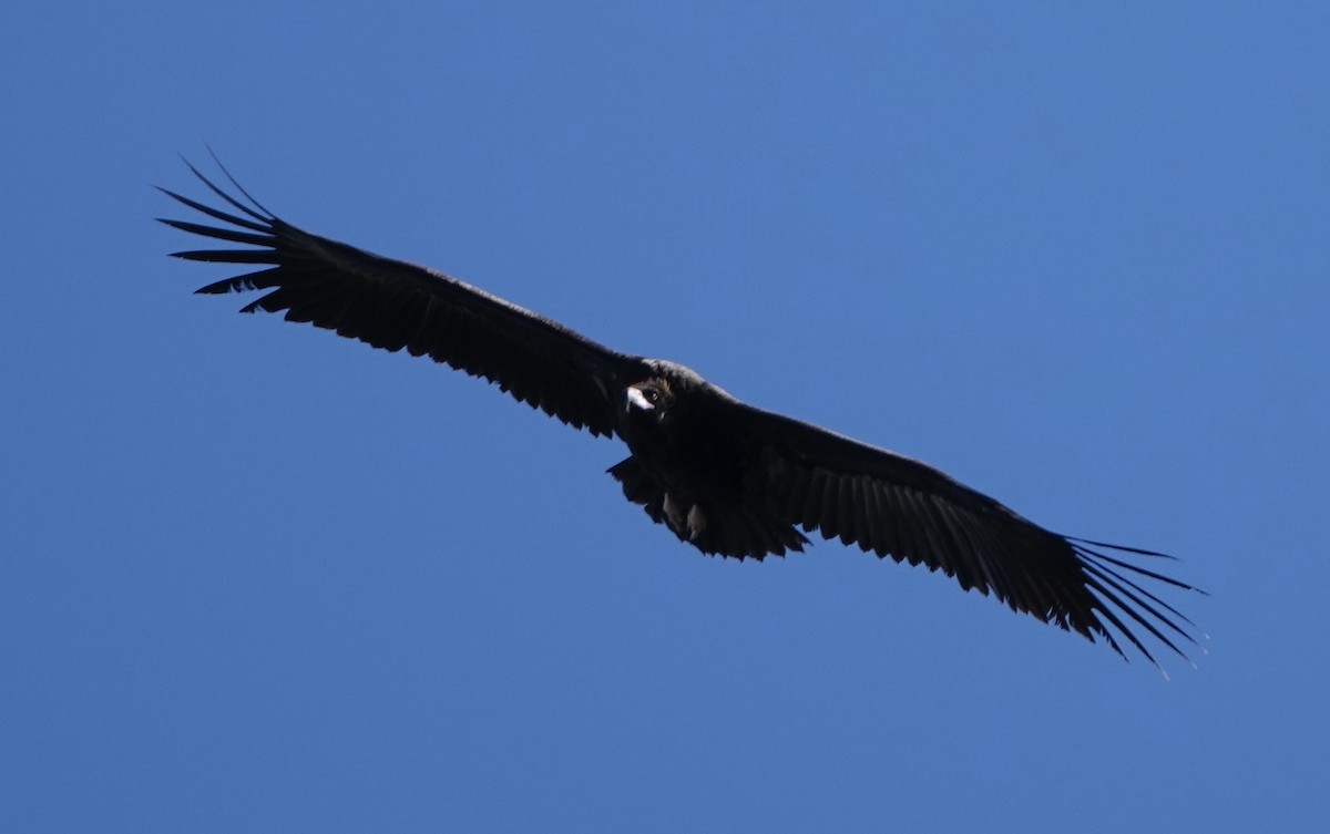 Cinereous Vulture - Dave Ebbitt