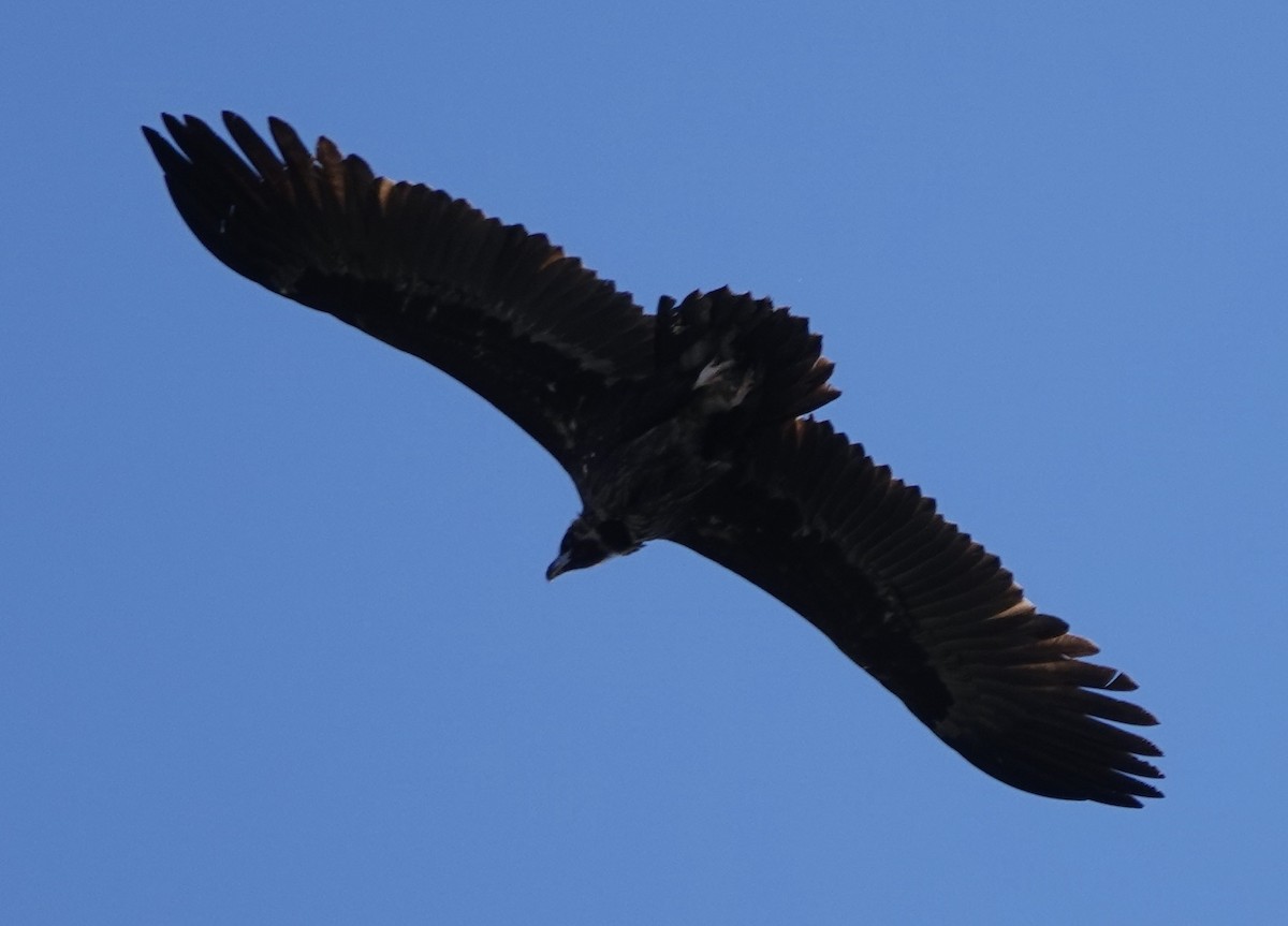 Cinereous Vulture - Dave Ebbitt