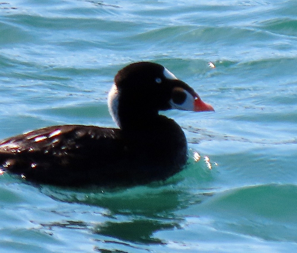 Surf Scoter - ML619374124