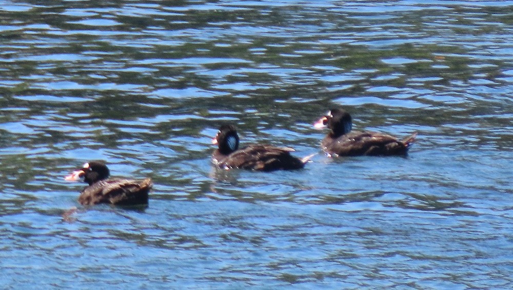 Surf Scoter - Marlowe Kissinger