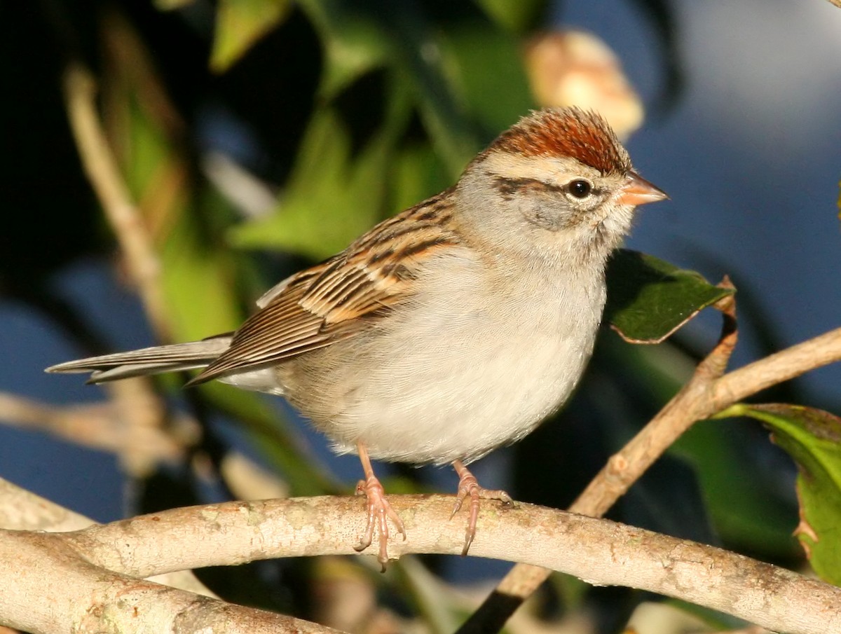 Chipping Sparrow - Rachel Holzman