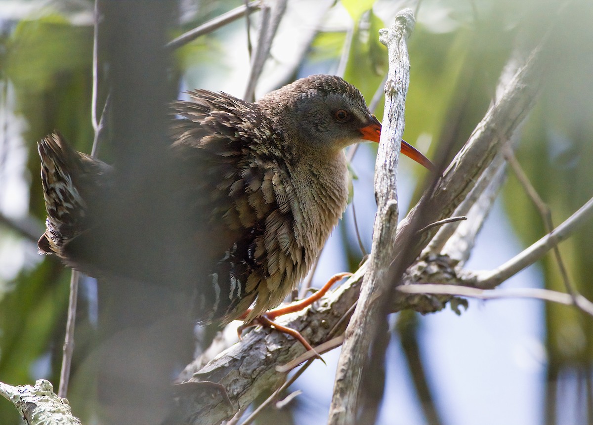 Virginia Rail - ML619374151