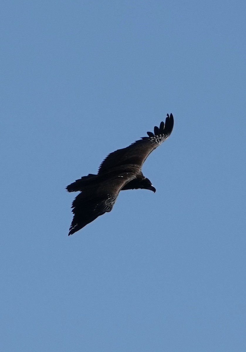 Cinereous Vulture - Dave Ebbitt