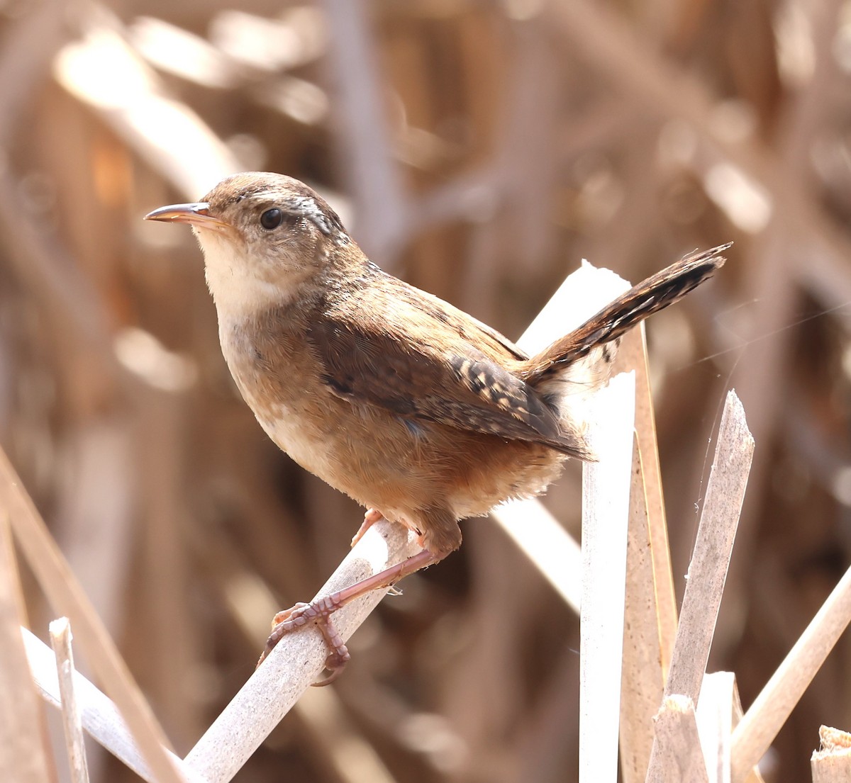 Marsh Wren - Marie Provost