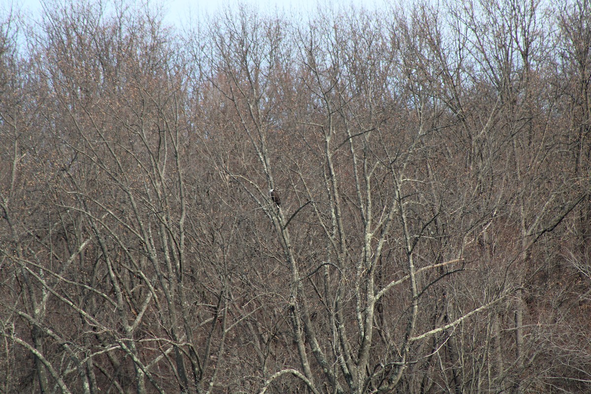 Bald Eagle - ML619374161