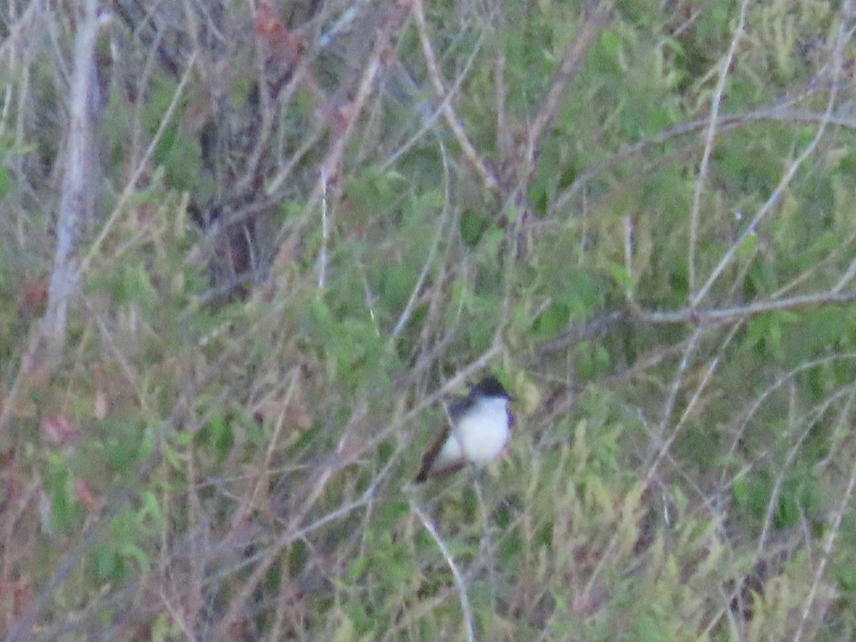 Eastern Kingbird - Myron Gerhard