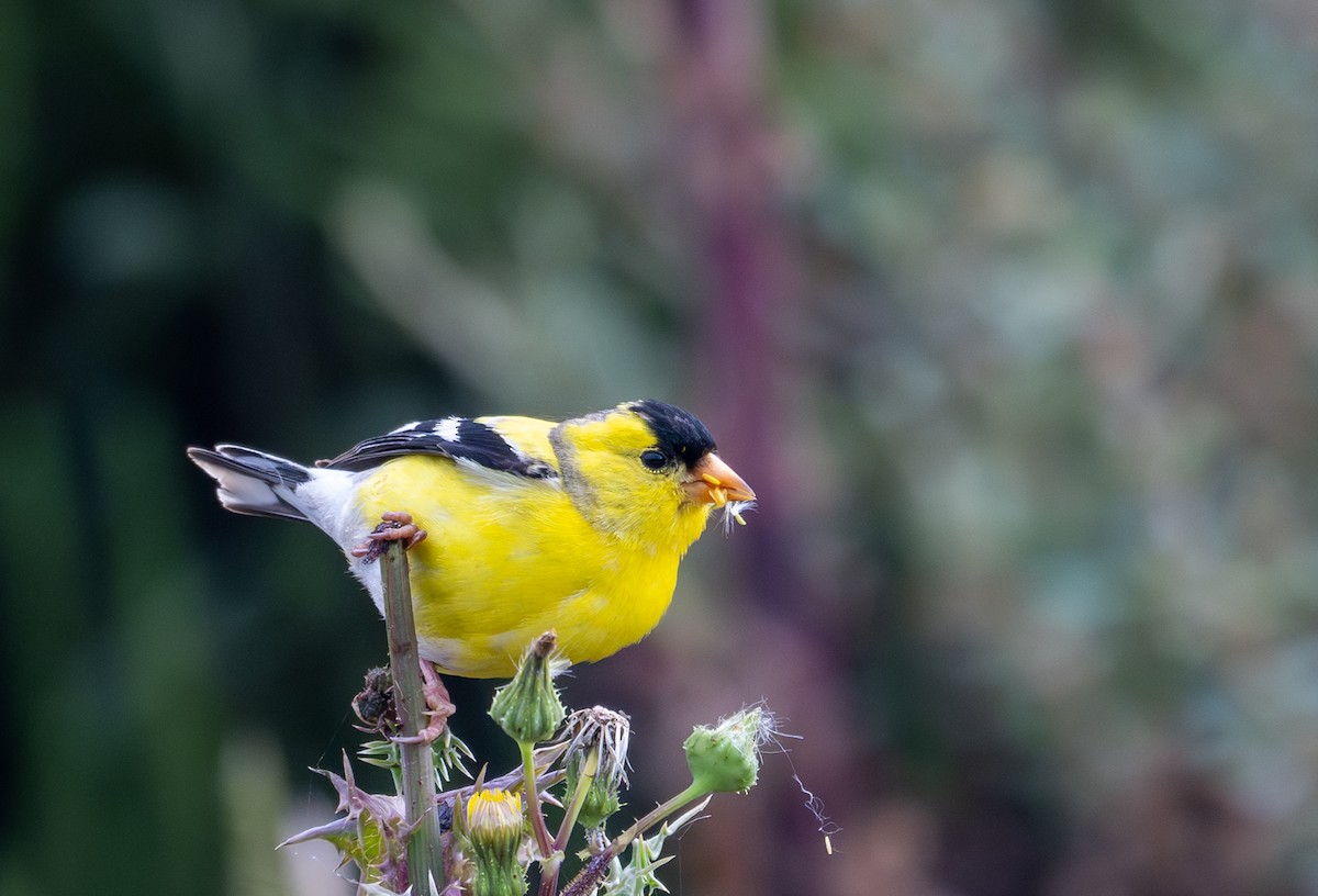 American Goldfinch - Herb Elliott