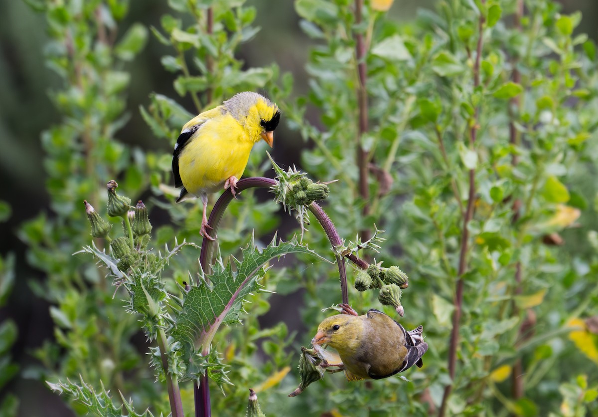 American Goldfinch - Herb Elliott