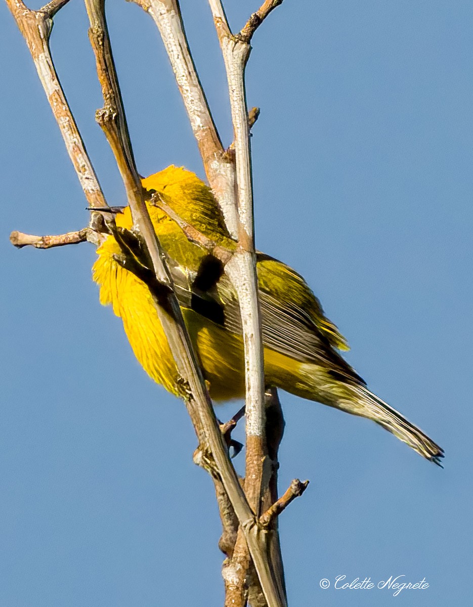 Blue-winged Warbler - Colette Vranicar