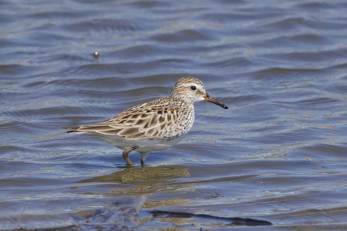 White-rumped Sandpiper - Tibbett Speer