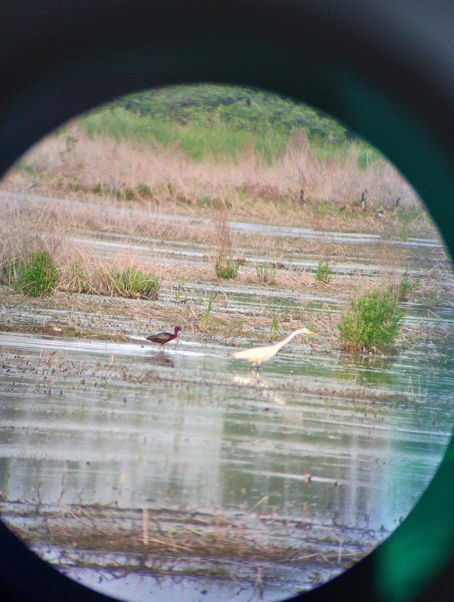 Glossy Ibis - ML619374195