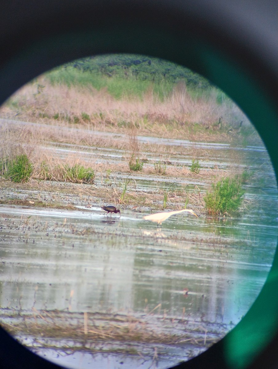 Glossy Ibis - ML619374196