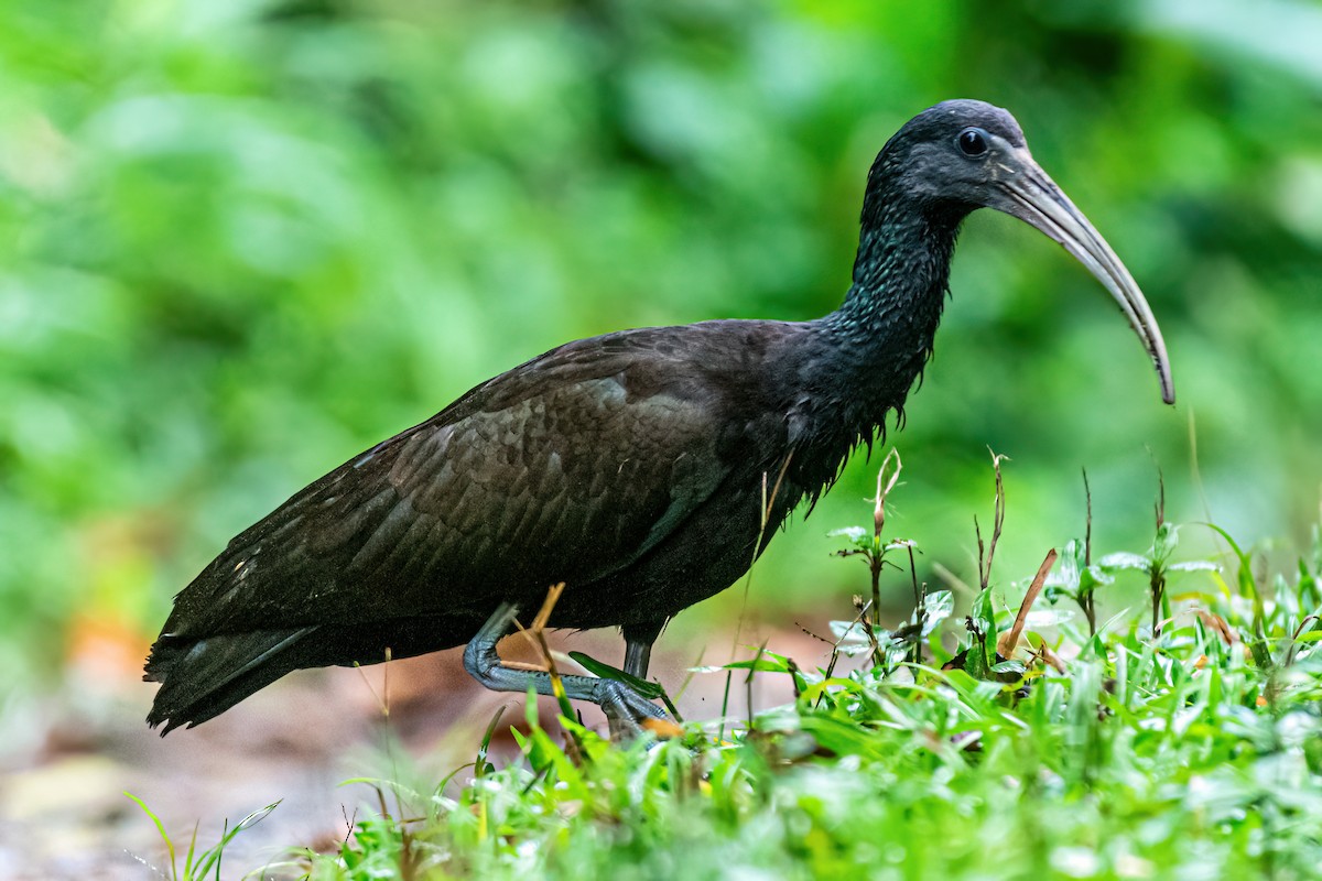 Green Ibis - Kurt Gaskill