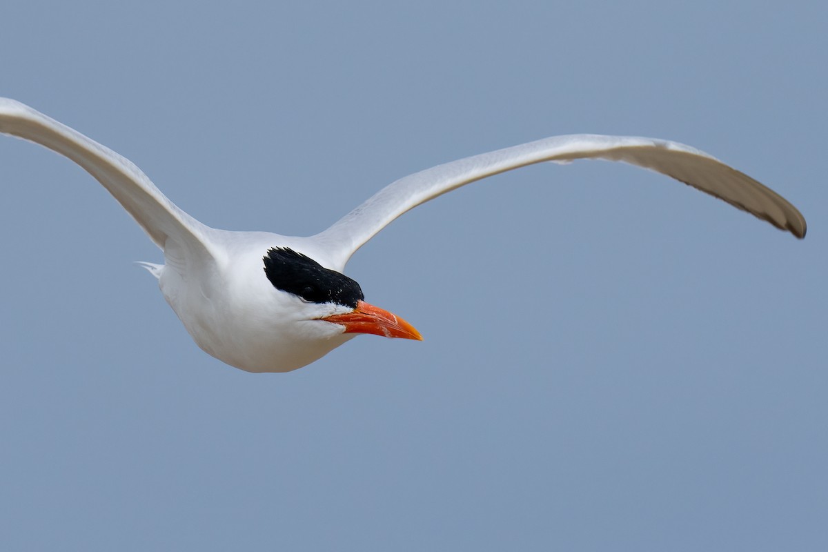 Royal Tern - Andrea C