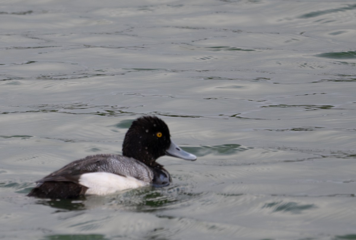 Greater/Lesser Scaup - Herb Elliott