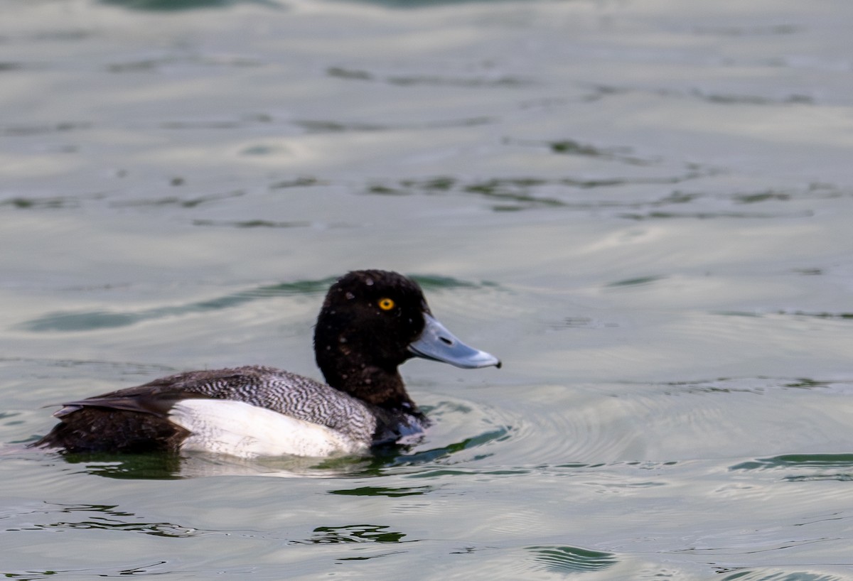 Greater/Lesser Scaup - Herb Elliott