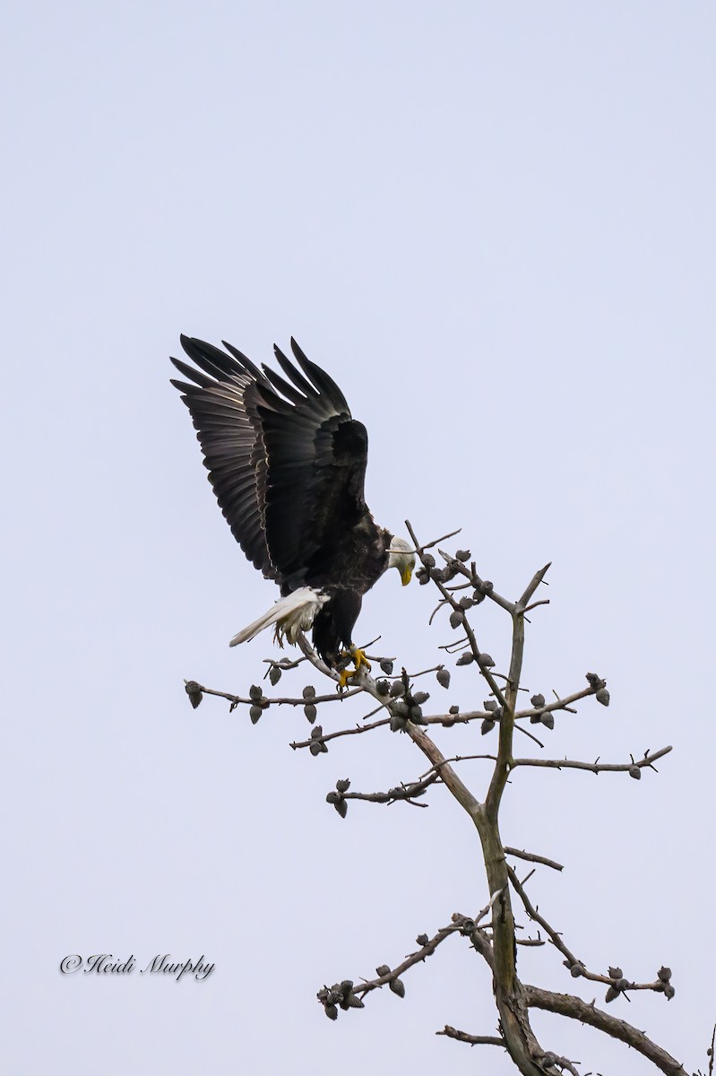 Bald Eagle - ML619374275