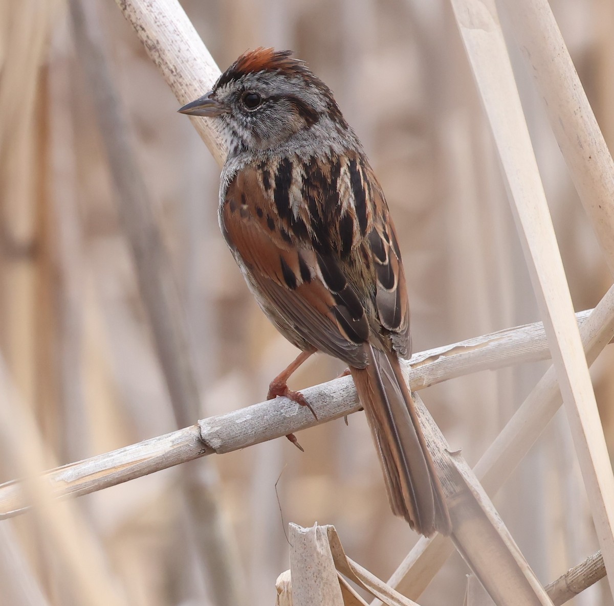 Swamp Sparrow - Marie Provost