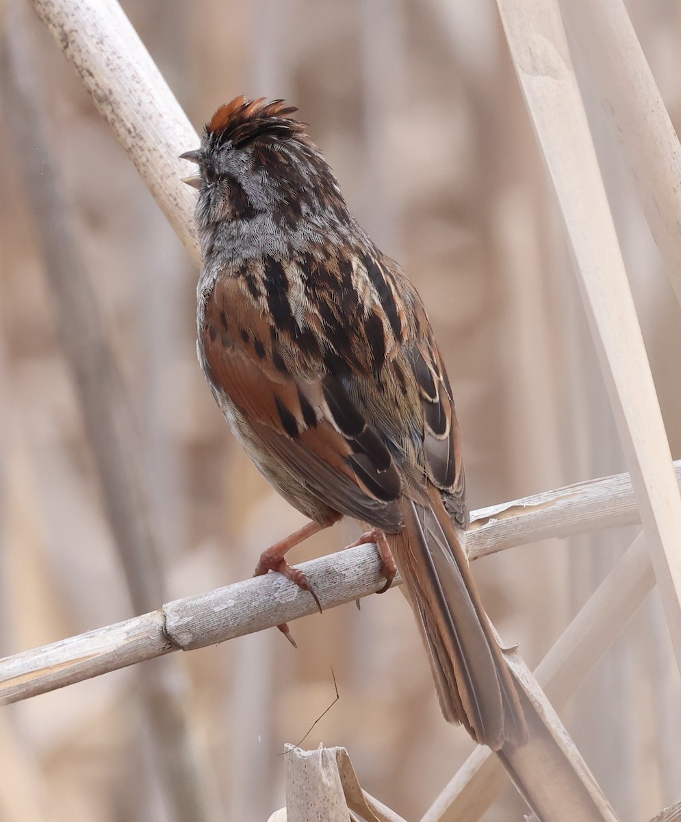 Swamp Sparrow - Marie Provost