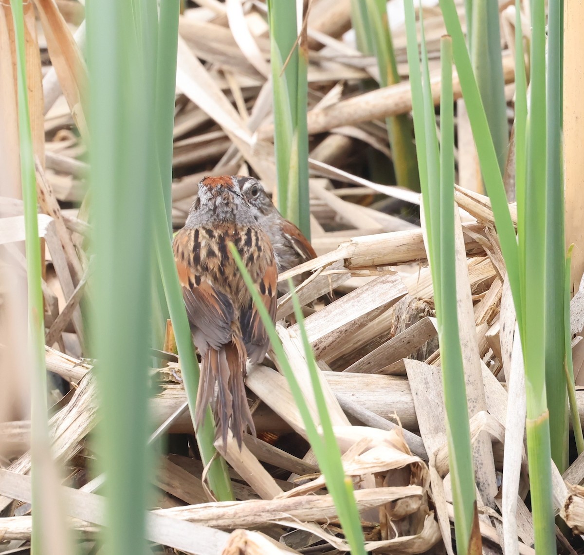 Swamp Sparrow - Marie Provost