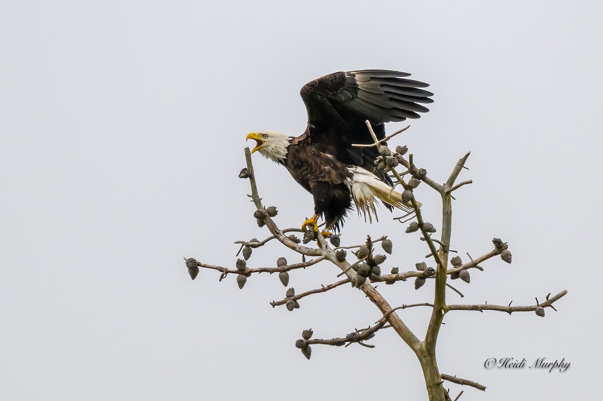 Bald Eagle - Heidi Murphy