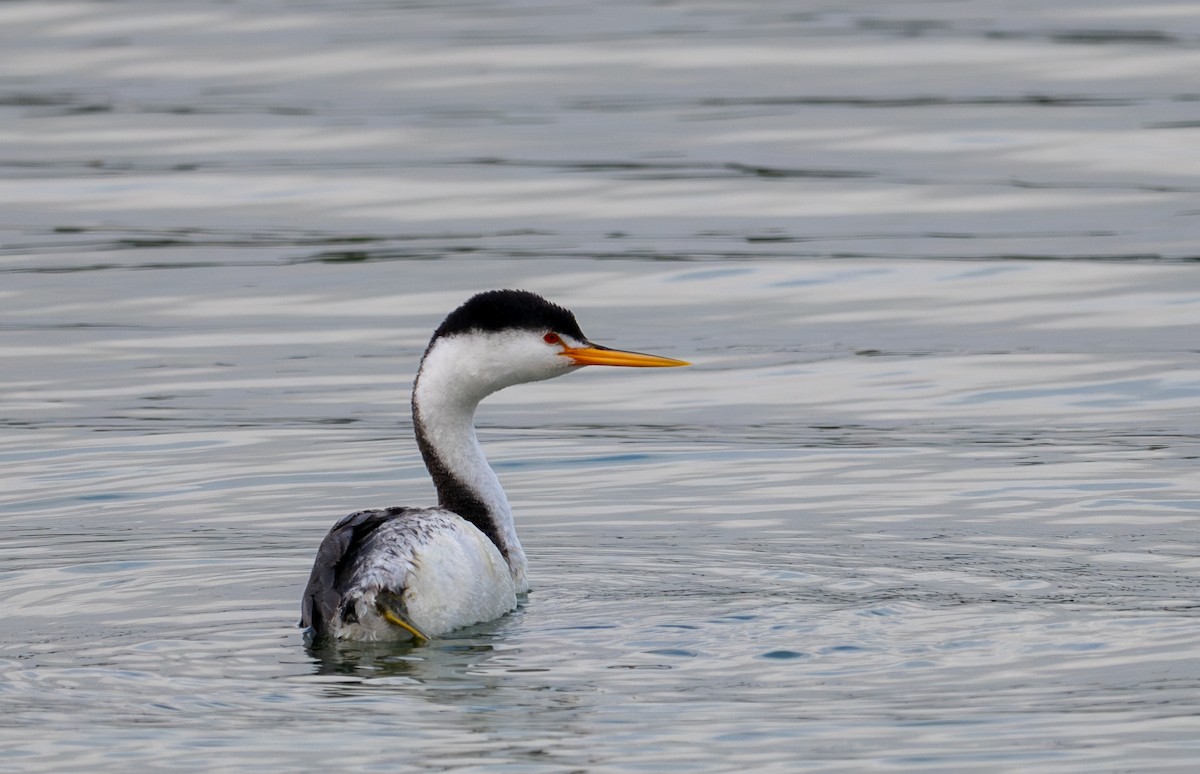 Clark's Grebe - Herb Elliott