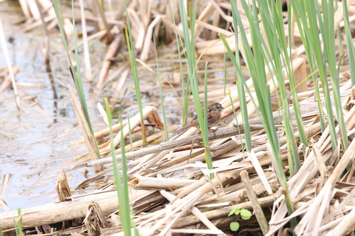 Swamp Sparrow - Marie Provost