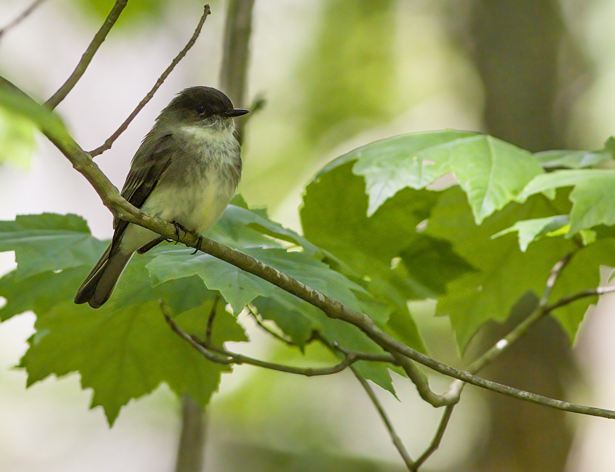 Eastern Phoebe - ML619374323