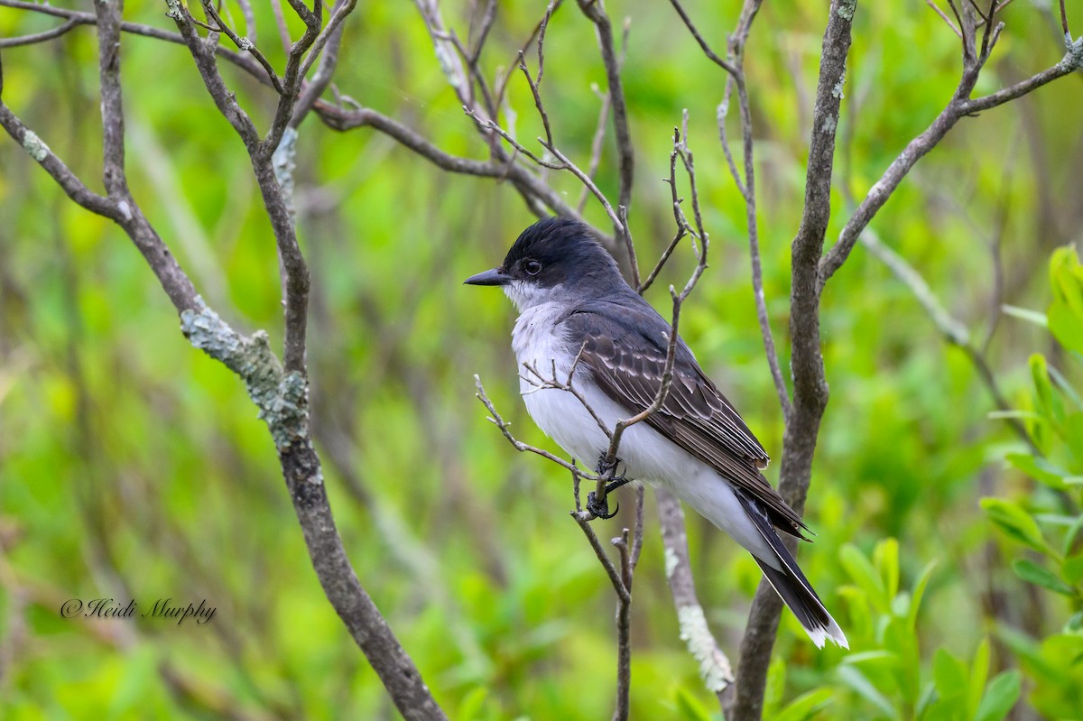 Eastern Kingbird - Heidi Murphy