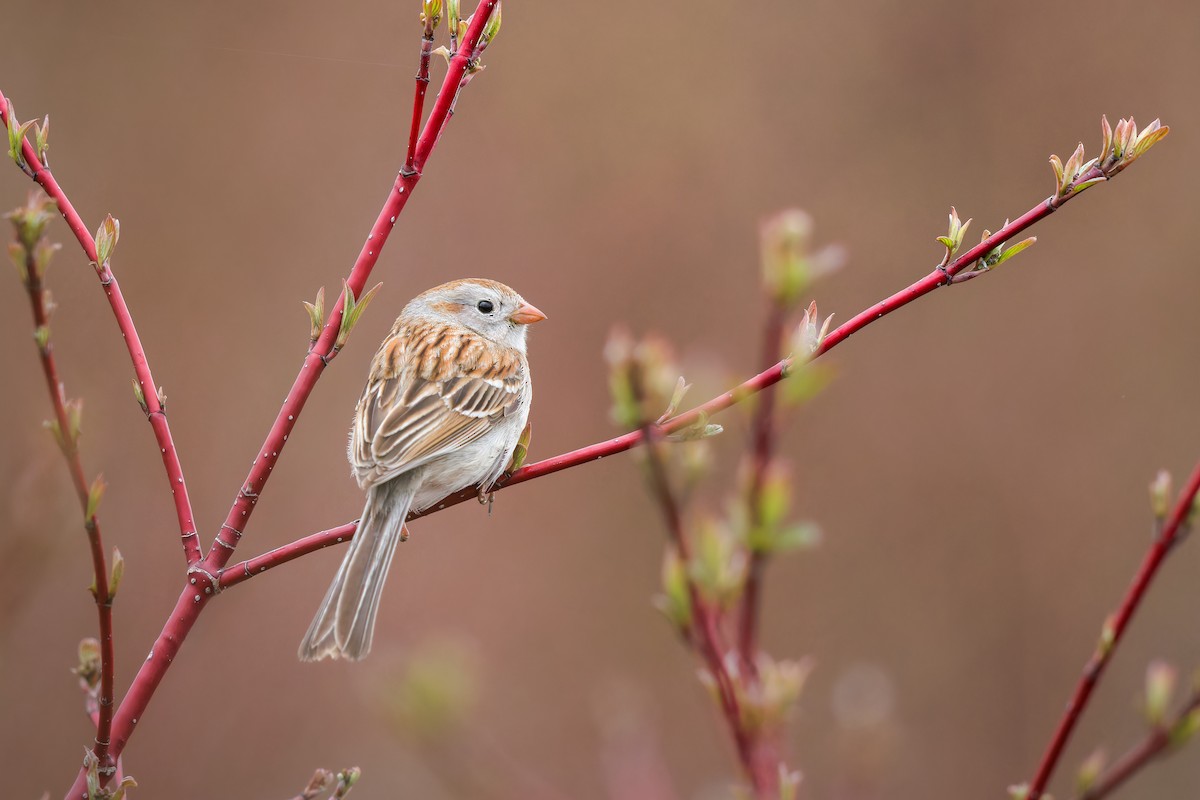 Field Sparrow - Frédérick Lelièvre