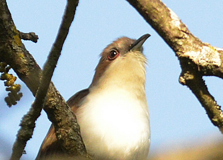 Black-billed Cuckoo - Vicki Buchwald