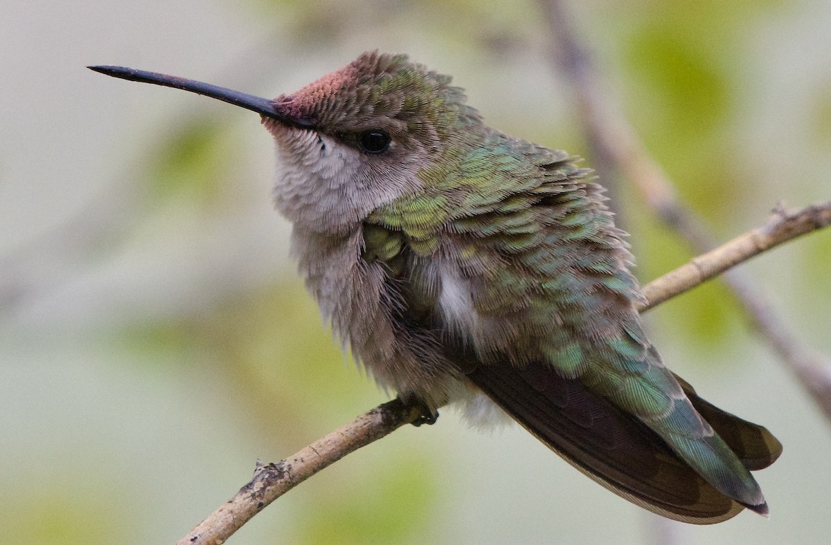 Black-chinned Hummingbird - Trey Rogers