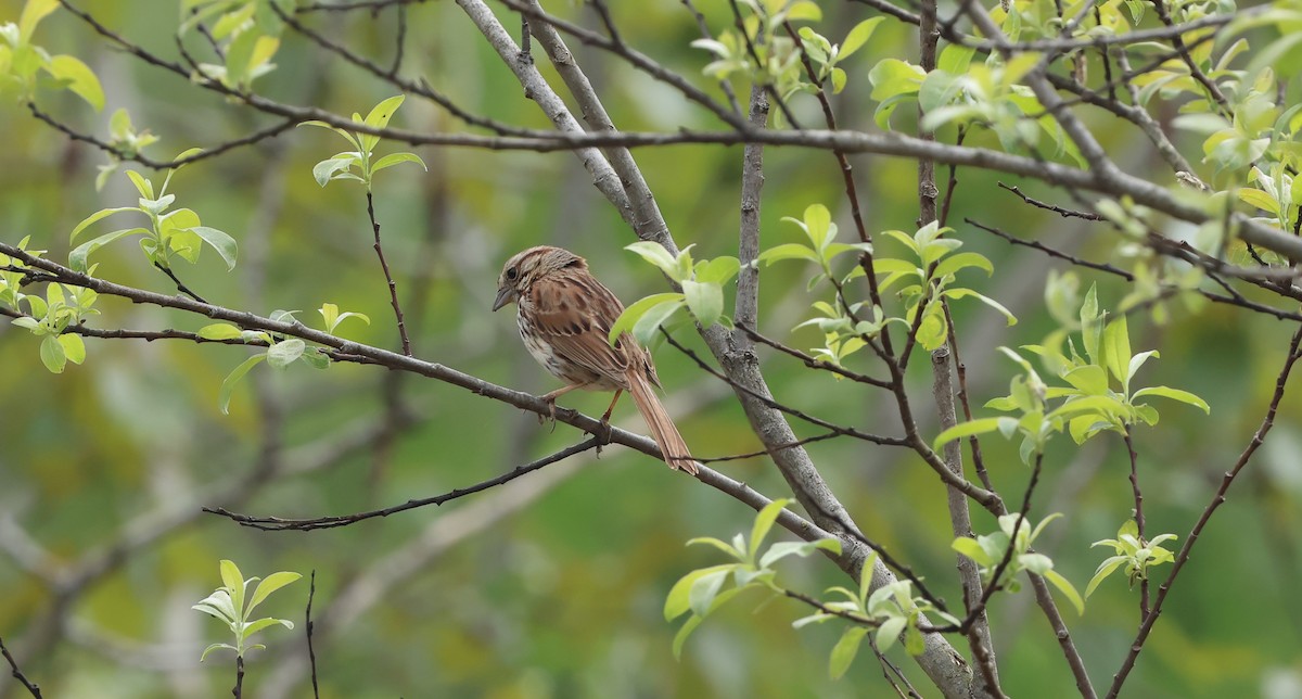 Song Sparrow - Marie Provost