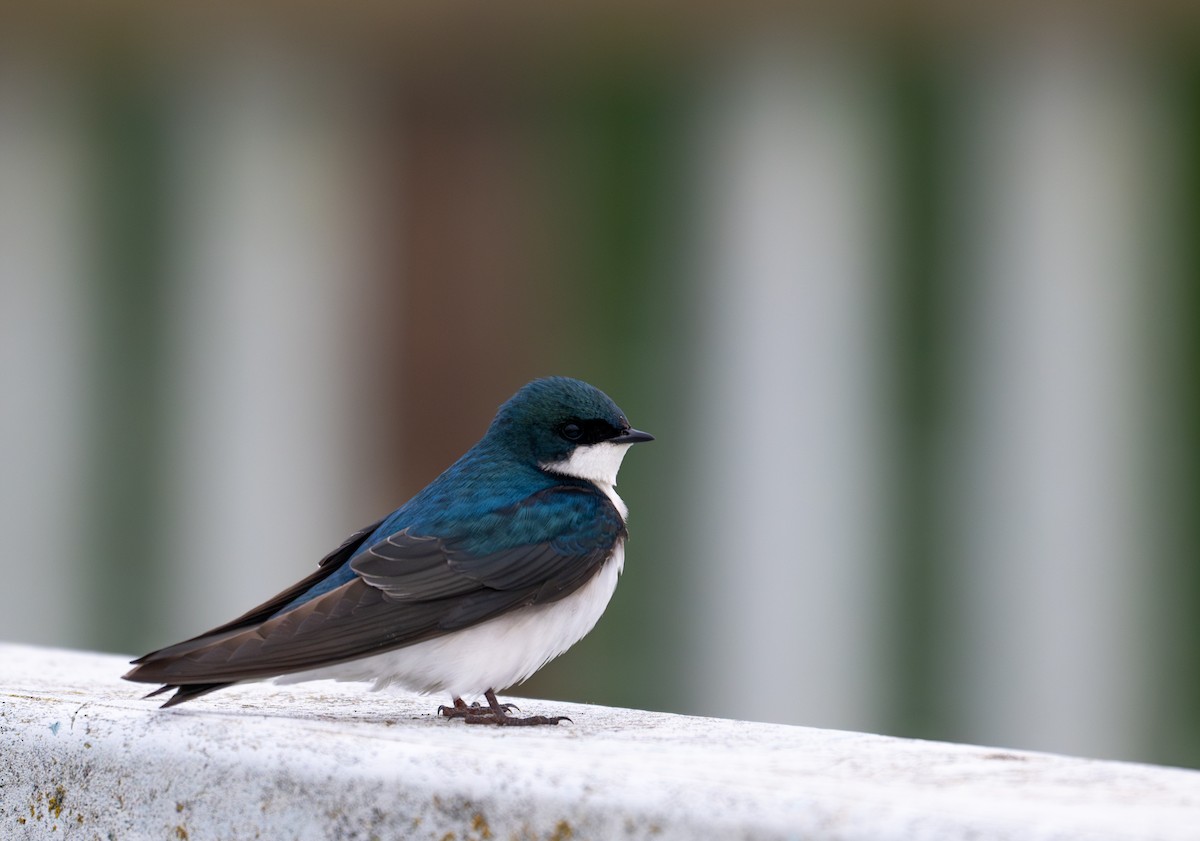 Tree Swallow - Herb Elliott