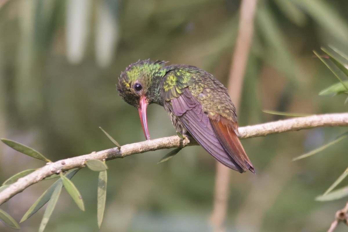 Rufous-tailed Hummingbird - Gareth Bowes