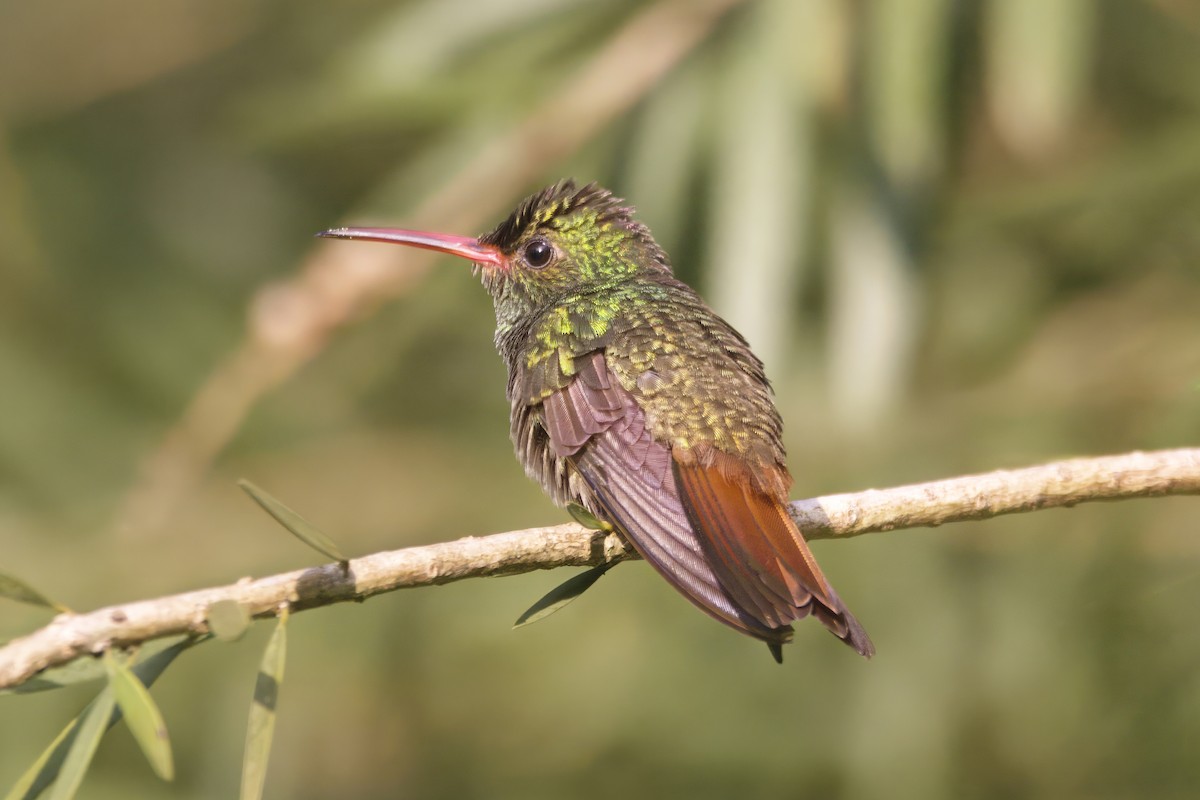 Rufous-tailed Hummingbird - Gareth Bowes