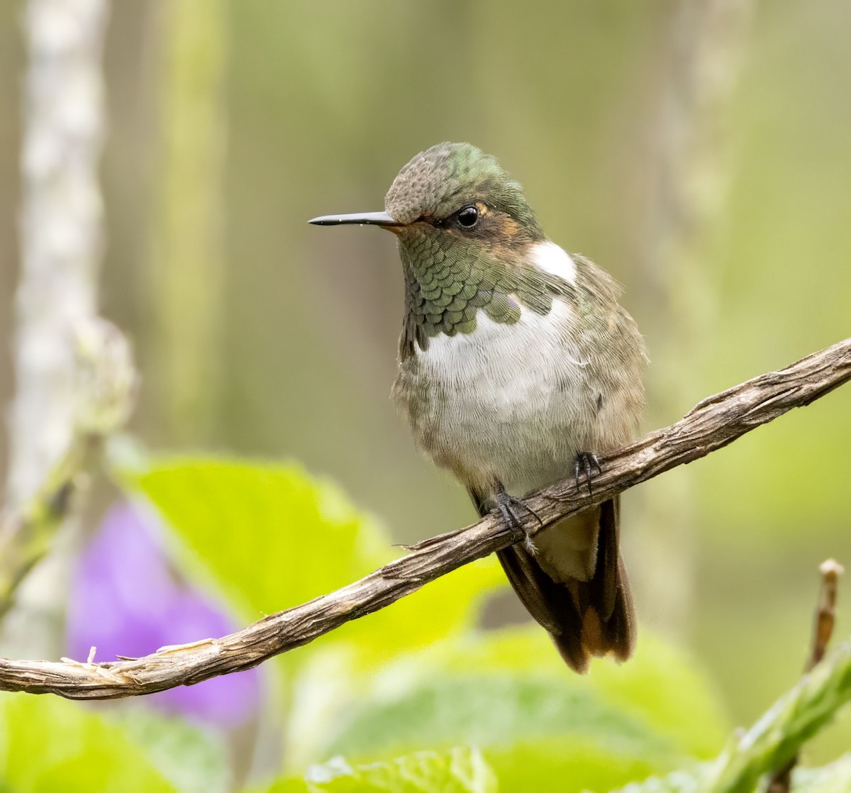 Scintillant Hummingbird - Bonnie Graham