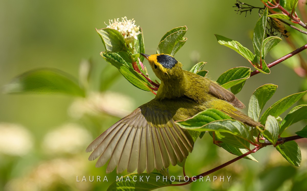 Wilson's Warbler - Laura Macky