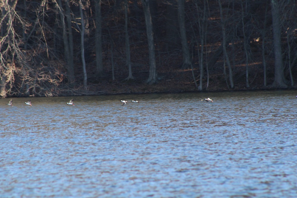 Bufflehead - ML619374434